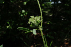 Medicago brachycarpa