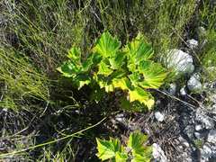Pelargonium cucullatum strigifolium