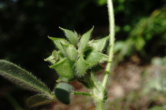 Medicago brachycarpa