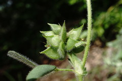 Medicago brachycarpa