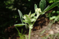 Medicago brachycarpa