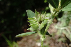 Medicago brachycarpa