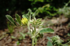 Medicago brachycarpa