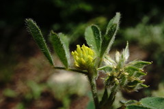 Medicago brachycarpa