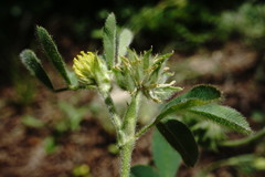 Medicago brachycarpa