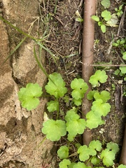 Magnoliopsida
