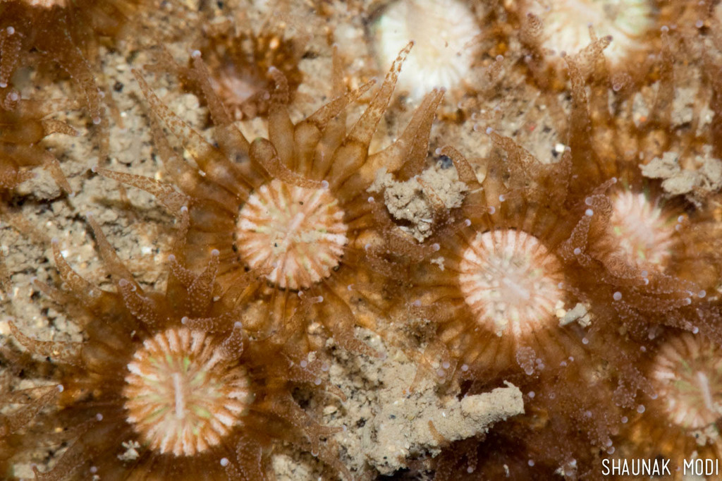 Polycyathus
