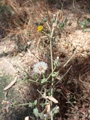 Helminthotheca echioides