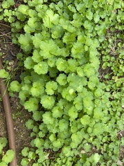 Magnoliopsida