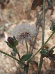 Helminthotheca echioides