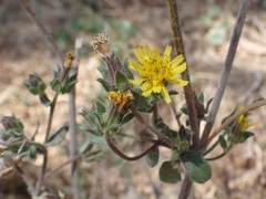 Helminthotheca echioides