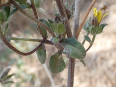 Helminthotheca echioides