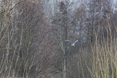 Ardea cinerea