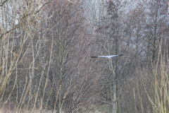 Ardea cinerea