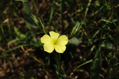 Linum nodiflorum