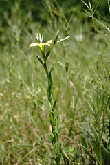 Linum nodiflorum
