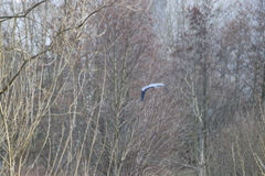 Ardea cinerea