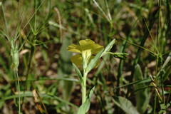 Linum nodiflorum