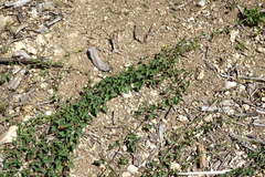 Convolvulus scammonia