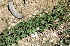 Convolvulus scammonia