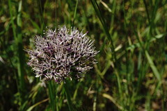 Allium cyrillii