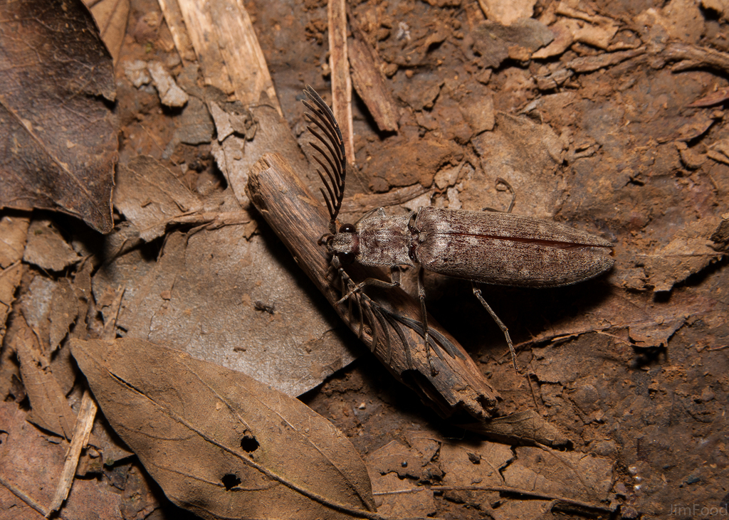 Pectocera babai