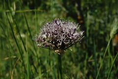 Allium cyrillii