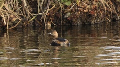 Tachybaptus ruficollis