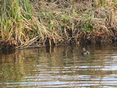 Tachybaptus ruficollis