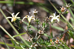 Wahlenbergia albens