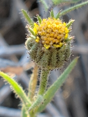 Layia hieracioides