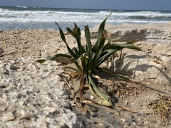 Pancratium maritimum