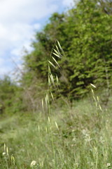 Avena clauda