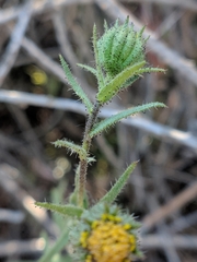 Layia hieracioides
