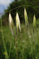 Avena clauda