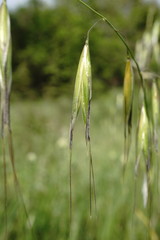 Avena clauda