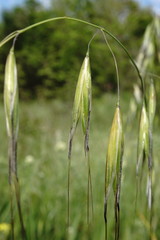 Avena clauda