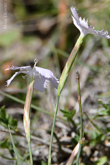 Dianthus thunbergii