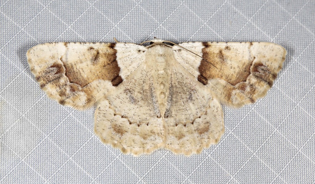 Aeolochroma melaleucae