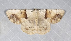 Aeolochroma melaleucae