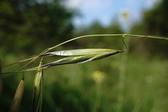 Avena clauda