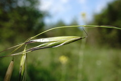 Avena clauda