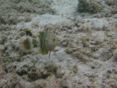 Cheilinus trilobatus