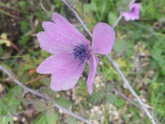 Anemone