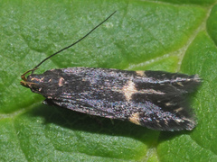 Eulamprotes atrella