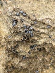 Echinolittorina interrupta