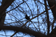 Turdus merula
