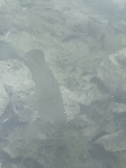 Micropterus dolomieu