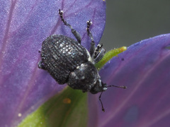 Zacladus geranii