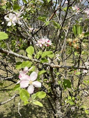 Malus dasyphylla